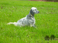 Setter Anglais MASCOTTE DE LA FOUGERE AIGLE Setter Anglais MASCOTTE DE LA FOUGERE AIGLE